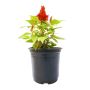 Buy Online Plants Under 50 - ManBhawan Nursery Buy Online Plants Under 50 - ManBhawan Nursery