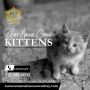 Silver Maine Coon Kittens For Sale