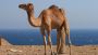 Reliable Transportation Services in Qatar – Experience Qatar