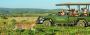 Best African Safari Companies Best African Safari Companies