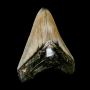 2.9" Serrated Megalodon Shark Tooth Fossil – Miocene Era
