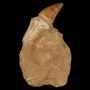 Mosasaur Prognathodon Tooth in Matrix – Cretaceous Era 