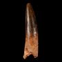 Dinosaur Teeth for Sale – Own Authentic Prehistoric Relics