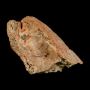 Raptor Fossil Bone – Rare Dinosaur Bones for Sale