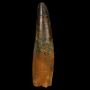 Spinosaurus Tooth – Majestic Cretaceous Relic