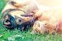 Mobile Veterinarian Service | Four Legacy Veterinary 