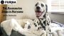 Pet Accessories Shop in Haryana