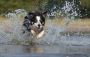 CBD for Pets - Safe & Effective Relief