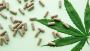 CBD Capsules for Muscle Relief