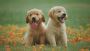 CBD-Infused Dog Treats for Happy, Healthy Pets