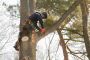 Tree Services Pacific palisades - Gabrieltreeservices.com