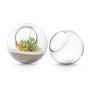 Shop For Glass Terrariums Online | Galore Home