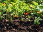 Nutrient-rich 100% Organic Vermicompost | Garden Gold