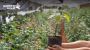 Searching for Top Vermicompost Online for Nursery?