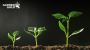 Premium vermicompost organic manure for faster, natural plan