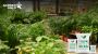 Buy Organic Fertilizer at Wholesale Price | Garden Gold Verm