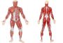Yoga & Modern Medicine Course | Gnosis Medical Yoga