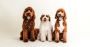 Goldendoodle Association of North America
