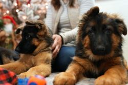 Long Haired German Shepherd Puppies