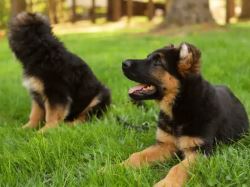 German Shepherd Puppies for Sale New Jersey