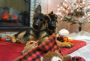 Long Haired German Shepherd Puppies Long Haired German Shepherd Puppies