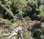 Gonzalez Tree Experts