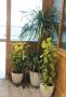 Plant Rental Services for Offices & Events – Greenlands