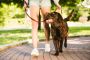 Wet Food & The Dog Food Market