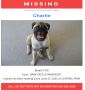 Did your dog or cat go missing? Contact me through this ad.