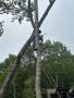 Professional Tree Services in Franklin, NC!
