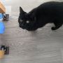 Loving Cat Sitters in Bedford – Care When You Can’t Be There