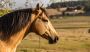 Buckskin Horses – Eye-Catching, Versatile, and Strong