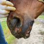 Vesicular Stomatitis in Horses: Key Symptoms and Prevention