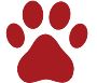 Pomchi Small Breed Information, Special Care, Features: