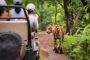 Wildlife Tiger Tour Packages in India Wildlife Tiger Tour Packages in India