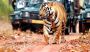 Luxury Central India Tiger Tours Luxury Central India Tiger Tours