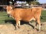 Jersey Cattle Characteristics: Traits, Benefits, and Unique 