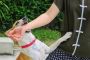 Experienced Dog Bite Injury Attorneys Serving Ventura County