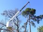 Safe & Affordable Crane Rental for Tree Removal in CA!
