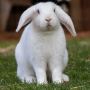 LOVELY HOME RAISED BUNNIES FOR HOMES LOVELY HOME RAISED BUNNIES FOR HOMES