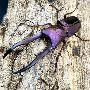 Blue Giant Flower Beetle for Sale: Add Color to Your Collect
