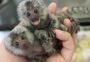 Adorable Marmoset Monkeys Seeking Loving Homes Adorable Marmoset Monkeys Seeking Loving Homes