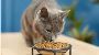 Buy Cat Food Online in Singapore – Shop Anytime, Anywhere