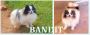CKC Adult Pomeranian Dogs