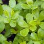2 pack of 1000 Seeds - Green Purslane Seeds - Verdolaga Pusl