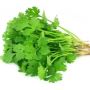 300 Seeds - Cilantro Seeds (Coriander Seeds) - Chinese Parsl