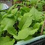 2 PACK X 3000 BABY MUSTARD SEEDS ORGANIC CAI XANH VEGETABLE 