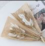  Preserved Flower Bunny Tail - jasmineflower.cn