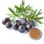 Juniper Berries Powder Suppliers | Bulk Juniper Berries Powd