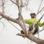 Tree Service and Removal in Joplin